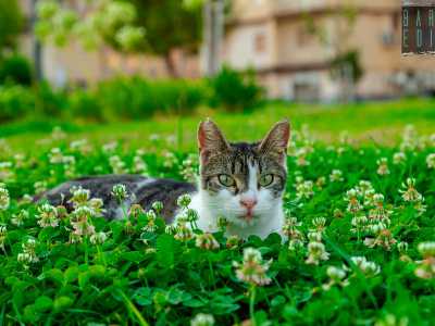 Molti di questi animali sono stati condotti qui proprio da Vanny